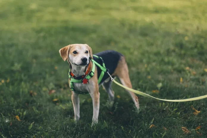 No-Pull Harnesses