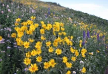 Choosing Native Plants for Your Landscape Native Plants