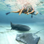 Experience the Ultimate Adventure: swim with dolphins in Isla Mujeres dolphins in Isla Mujeres