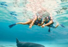 Experience the Ultimate Adventure: swim with dolphins in Isla Mujeres dolphins in Isla Mujeres