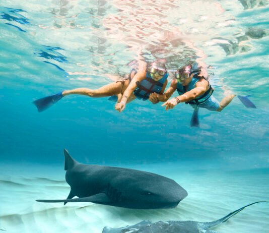 Experience the Ultimate Adventure: swim with dolphins in Isla Mujeres dolphins in Isla Mujeres
