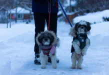 Choosing the Correct Dog Jacket Dog Jacket