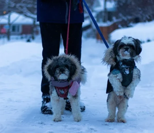 Choosing the Correct Dog Jacket Dog Jacket