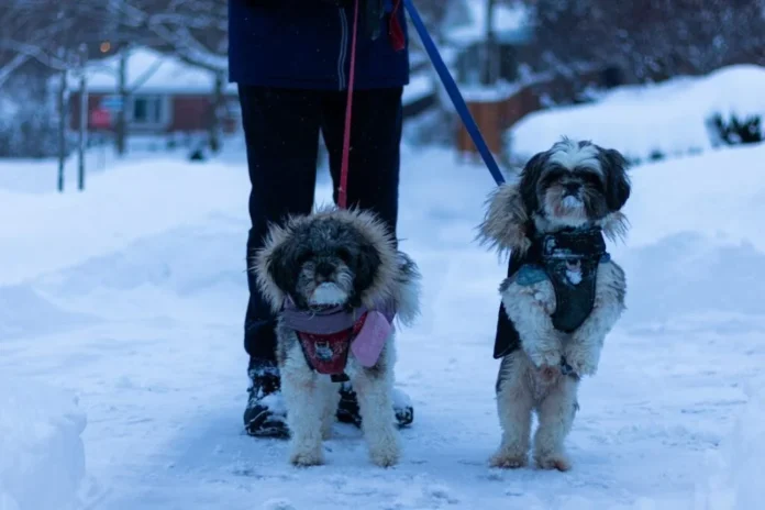 Dog Jacket