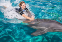 Explore the Wonders of Miami Seaquarium: A Fun-Filled Experience for All Ages Miami Seaquarium