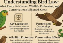 Understanding Bird Law: What Every Pet Owner, Wildlife Enthusiast, and Conservationist Should Know bird law