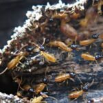 The War on Wood: Strategies for Effective Termite Prevention and Control Termite Prevention a