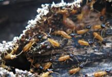 The War on Wood: Strategies for Effective Termite Prevention and Control Termite Prevention a