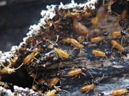 The War on Wood: Strategies for Effective Termite Prevention and Control Termite Prevention a