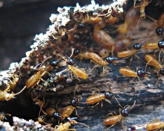 The War on Wood: Strategies for Effective Termite Prevention and Control Termite Prevention a