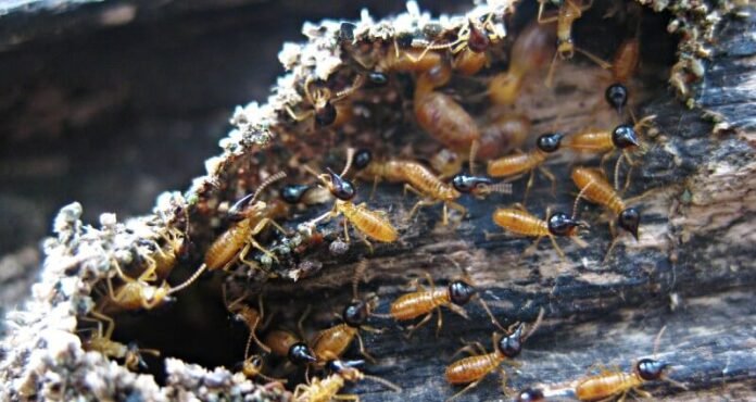 Termite Prevention a
