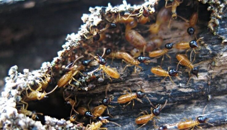 Termite Prevention a