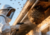 Bee Exterminator Services: Guide About Its Costs, Safe Removal, Species-Specific Techniques, and Long-Term Prevention Bee Exterminator