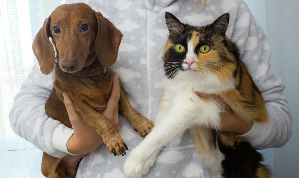 How to Properly Check Your Dog or Cat for Ticks 