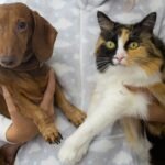 How to Properly Check Your Dog or Cat for Ticks Dog or Cat