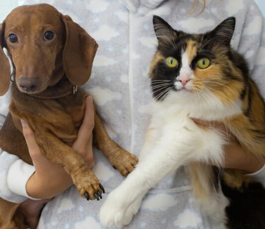 How to Properly Check Your Dog or Cat for Ticks Dog or Cat