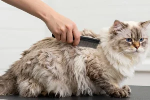 Domestic Long Hair Cat
